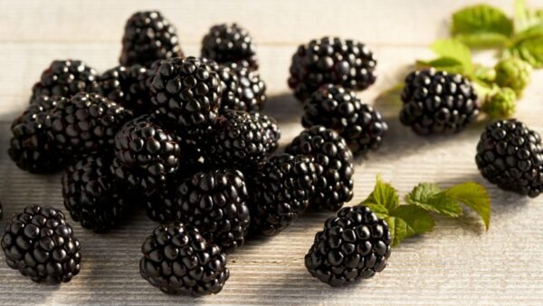 Organic Fresh Blackberry 125gr