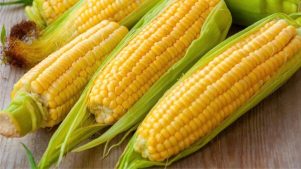 Organic Peeled Corn 1 piece