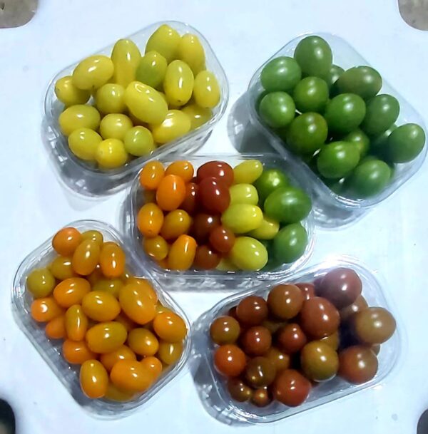 Organic Colored Cherry Tomato